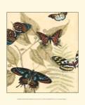 Sm. Graphic Butterflies II (P) by Megan Meagher
