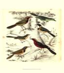 Small Avian Habitat III (P) by Malcolm Milne