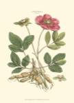 Small Blushing Pink Florals I (P) by John Miller