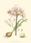 Small Blushing Pink Florals II (P) by John Miller