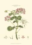 Small Blushing Pink Florals IV (P) by John Miller