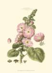 Small Blushing Pink Florals V (P) by John Miller