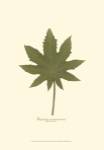 Small Castor Bean (P) by Becky Davis