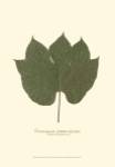 Small Chinese Parasol Tree (P) by Becky Davis