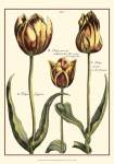 Small DePasse Tulipa II (P) by Crispin Van Der Passe