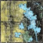 Small Floral Imprint II by Jennifer Goldberger