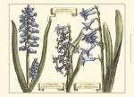 Small Hyacinth in Bloom (P) by Claude Langlois