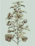 Small Imperial Munting I by Abraham Munting