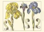 Small Iris in Bloom I (P) by Claude Langlois