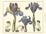 Small Iris in Bloom II (P) by Claude Langlois