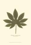 Small Japanese Fatsia (P) by Becky Davis