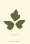 Small Kudzu Vine (P) by Becky Davis