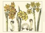 Small Narcissus in Bloom I (P) by Claude Langlois