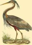 Small Purple Heron by John Prideaux Selby