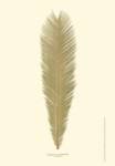 Small Sago Palm I (P) by Becky Davis