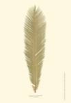 Small Sago Palm II (P) by Becky Davis
