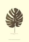 Small Windowleaf (P) by Becky Davis