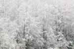 Snow-covered trees, Stanley Park, British Columbia by Paul Colangelo / Danita Delimont