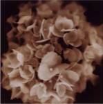 Snowball 8x8 by Melissa Springer