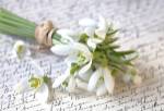 Snowdrop by Andrea Haase