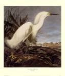 Snowy Heron or White Egret by John Woodhouse Audubon