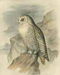 Snowy Owl by F.W. Frohawk