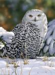 Snowy Owl by William Vanderdasson