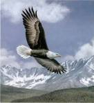 Soaring High by Todd Telander
