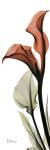 Soft Calla Lily by Albert Koetsier