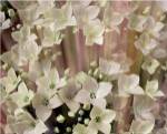Soft Floral I by Danielle Harrington