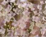 Soft Floral II by Danielle Harrington