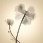 Soft II by Judy Stalus
