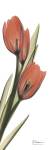 Soft Tulip by Albert Koetsier