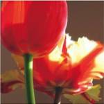 Soire I by S.G. Rose