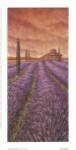 Soleil De Provence I by Stephen Mitchell