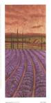 Soleil De Provence II by Stephen Mitchell