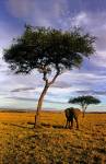 Solitary Elephant Wanders, Maasai Mara, Kenya by Kymri Wilt / Danita Delimont