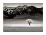 Solitary Tree by Dennis Frates