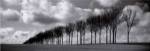 Somme Treeline by Charlie Waite