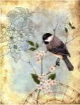 Songbird Sketchbook II by Jane Maday