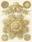 Sophisticated Sealife I by Ernst Haeckel