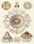 Sophisticated Sealife II by Ernst Haeckel