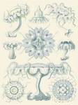 Sophisticated Sealife III by Ernst Haeckel