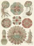 Sophisticated Sealife IV by Ernst Haeckel