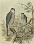 Sparrow Hawk by F.W. Frohawk