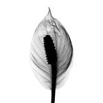Spathyphyllum X-Ray by Bert Myers