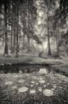 Specular Echoes by Geoffrey Ansel Agrons