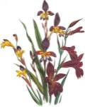 Sphoerospora Imbricata by Jane W. Loudon