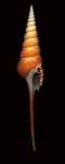 Spindle Tibia by Harold Feinstein