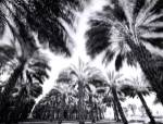 Spinning Palms by Chip Forelli